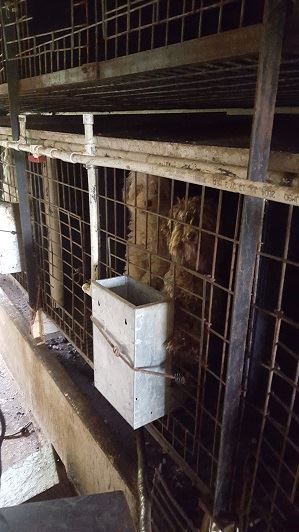 puppy_mill19.jpg